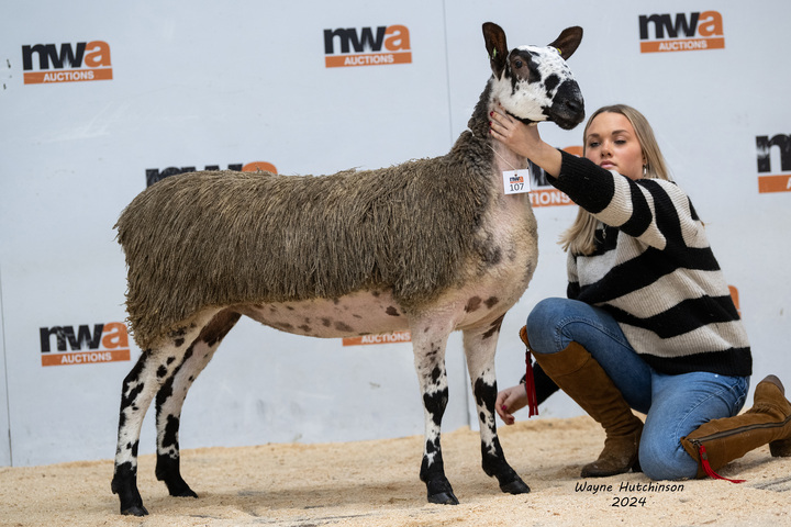 Gimmer hogg which sold for 4,000gns