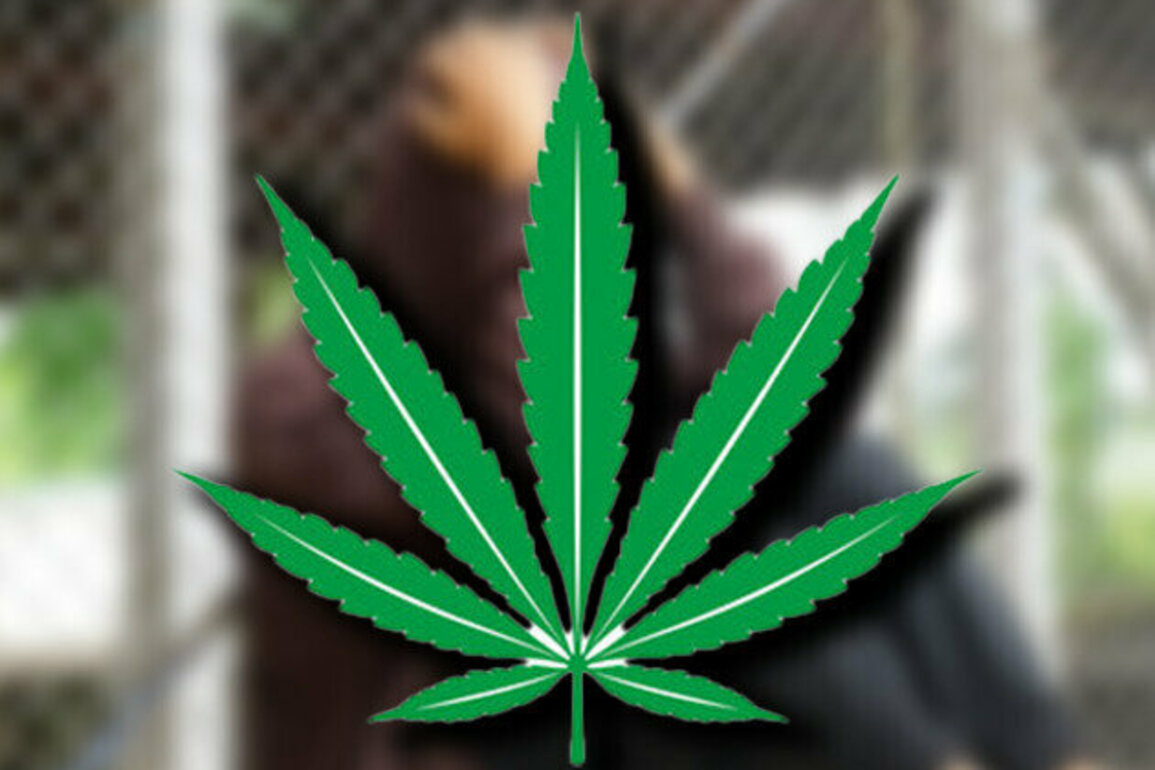 A prison officers plea for cannabis reform