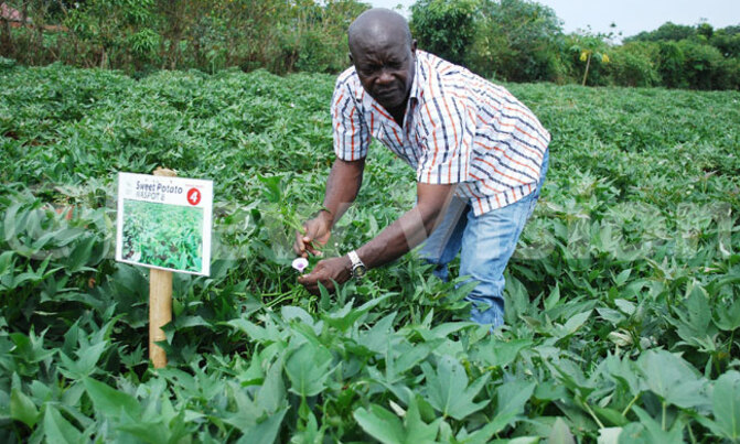 Tackling rural poverty through climate smart agriculture Tackling rural poverty through climate smart agriculture