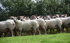 Sheep euthanised as new strain of bluetongue identified