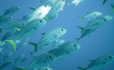 Deploy 'Blue Bonds' to align interests of fishing industry and marine life, study argues