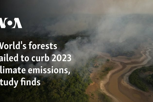 World&#039;s forests failed to curb 2023 climate emissions, study finds