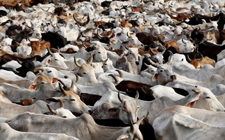 Indian dairy sector continues to develop