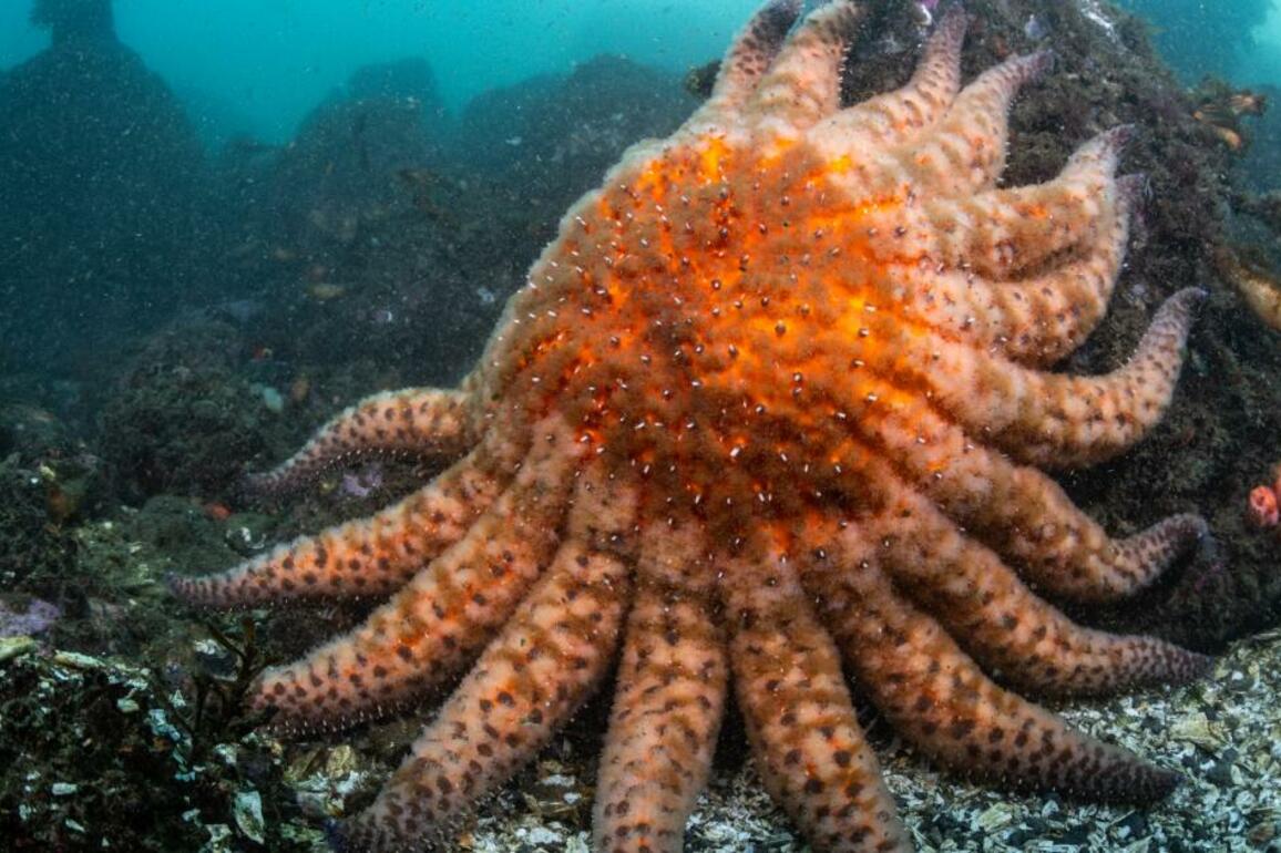 The sunflower sea star could hold the key to restoring kelp forests off California's coast