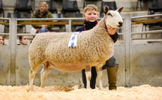 Sales round up: Bluefaced Leicesters at Hereford, bullocks lead New Year sales, Texels top Tercrosset
