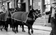 FG 180: Celebrating the history of the truly iconic Aberdeen-Angus breed  