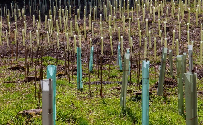 Grants growing opportunities in tree planting