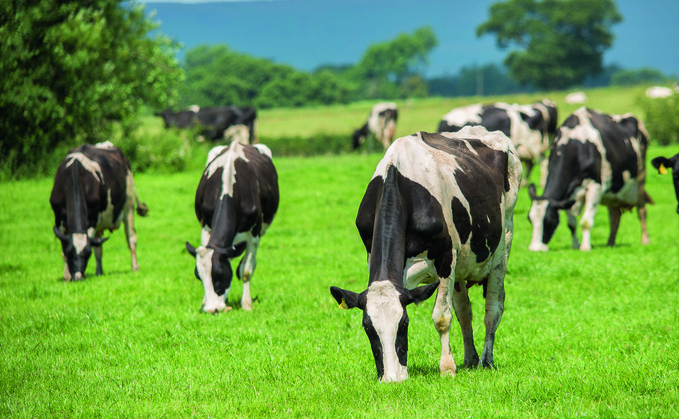 Partner Insight: Don't take your eye off the ball with grazing cows