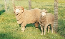 Opportunities for Merino producers