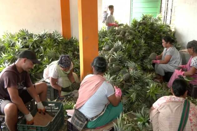 Meghalaya's Jirang FPC revenue surges to Rs 1.17 crore as women farmers take GI-tagged agro products global
