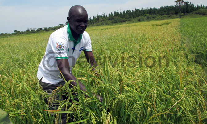 Sasakawa Global to help rice farmers boost production Sasakawa Global to help rice farmers boost production
