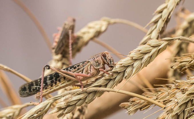 Race to control crop-eating locusts