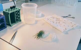  Study highlights why tri-allate has stood the test of time against black-grass