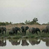 Comment le changement climatique menace l'alimentation des elephants dans les savanes d'Afrique de l'Ouest