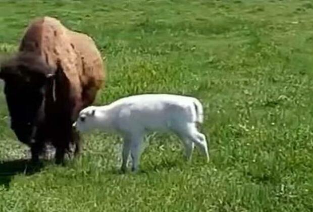 White buffalo calf's birth in Yellowstone park fulfils Indian prophecy