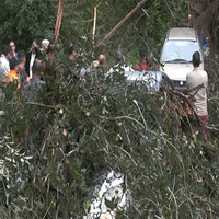 Heavy rains uproot trees in Shimla, damaging vehicles; residents demand removal of old trees