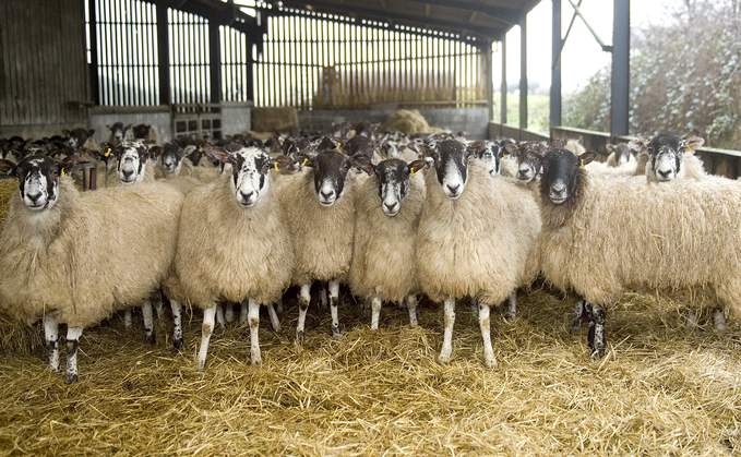 Llandeilo and Llandovery Police said around 145 sheep had been stolen in two separate incidents at a farm in Wales.