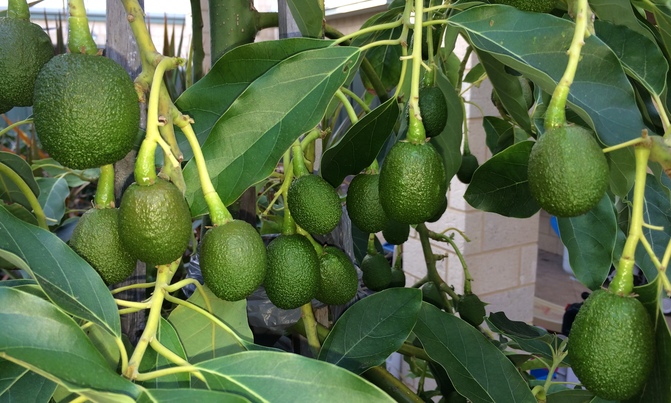 Farmers introduced to avocado growing Farmers introduced to avocado growing
