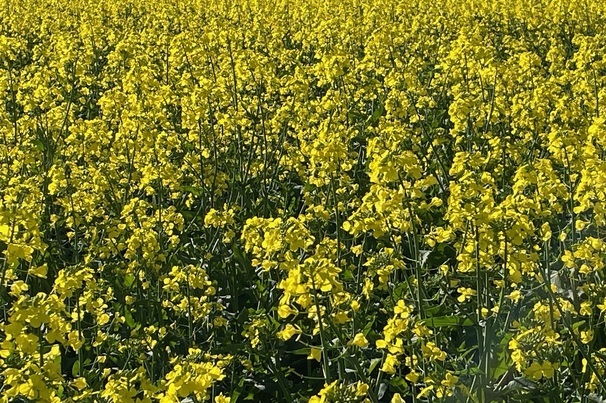 Growing consecutive canola crops in the same paddock can have serious disease ramifications.