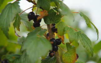 Weather extremes show importance of investment in breeding for Ribena berries 