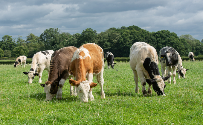 Focusing on beef and lamb production efficiency to improve carbon footprint