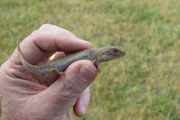 AUSTRALIA-ENDANGERED SKINKS-SURVIVAL