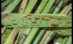  Identifying fungicide resistance to net blotch in barley is important for disease management.  
