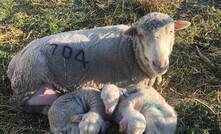 Each individual sheep’s resilience was measured through a standard vaccine challenge, where all animals receive the same vaccine to assess differences in their immune response.