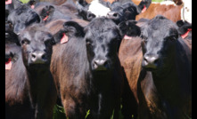  Tight supply of cattle has seen a price hike for processor cows.