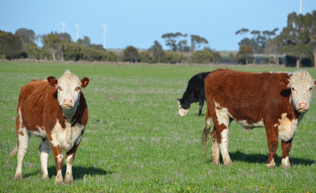 The National Carbon Farming Conference and Expo will delve into all aspects of carbon and emissions including livestock production.