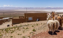  Llamas overlooking the lithium rich salars of Argentina