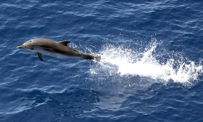 Naughty dolphin chases people from beach Naughty dolphin chases people from beach