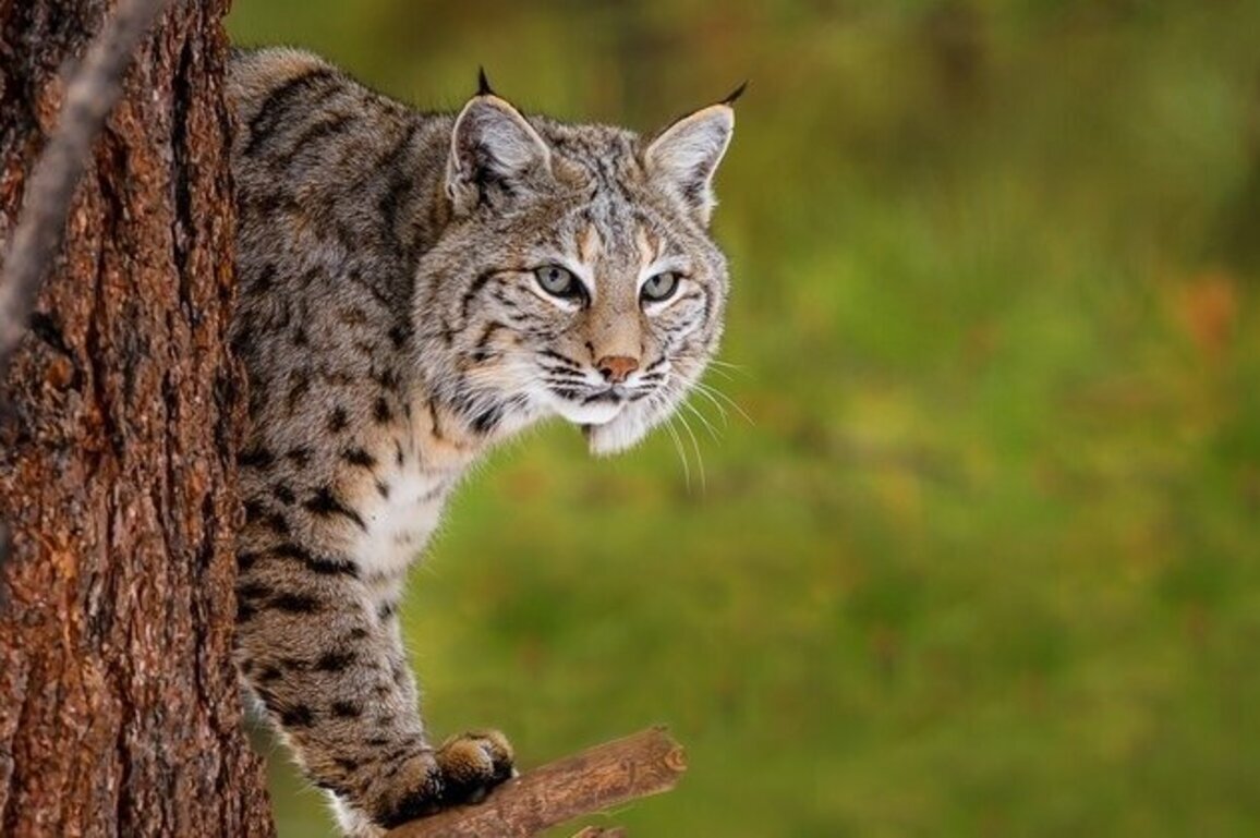 Hoosiers clash over bobcat hunting limits 