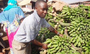 John Matovu omulimi ate omusuubuzi w'amatooke mu katale k'e Kasubi ng'ali ku matooke g'atunda. Ebifaananyi bya Benadino Kate John Matovu omulimi ate omusuubuzi w'amatooke mu katale k'e Kasubi ng'ali ku matooke g'atunda. Ebifaananyi bya Benadino Kate