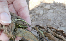 Research to unravel blackleg and nematode interactions in potato crops