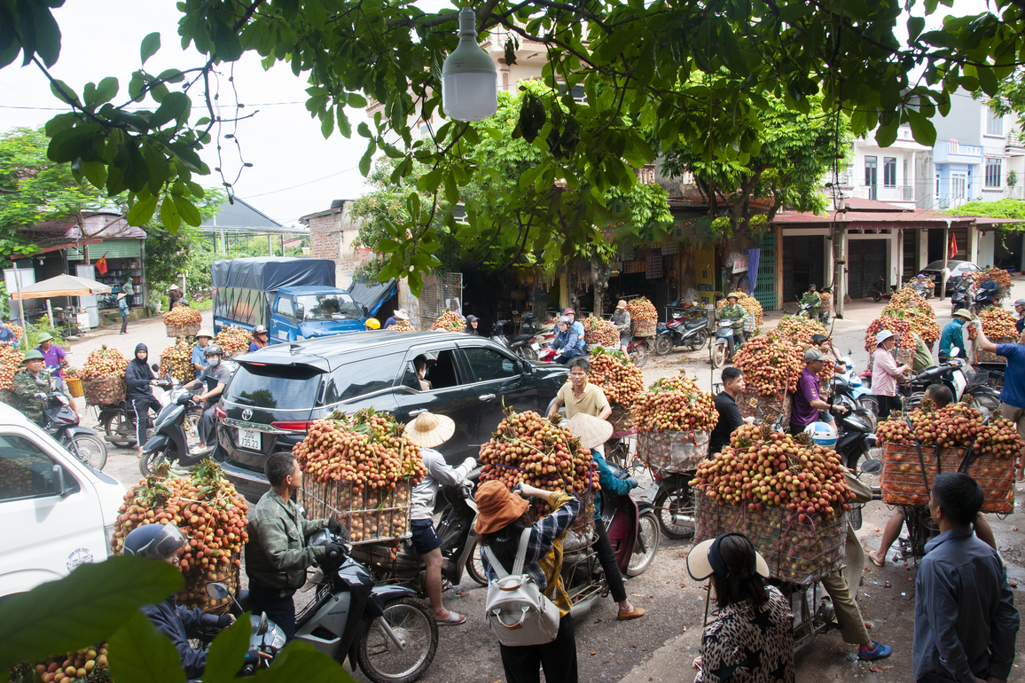 VIETNAM-BAC GIANG-LYCHEES-HARVEST