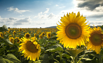 Ukrainian drought impacts sunflower harvest