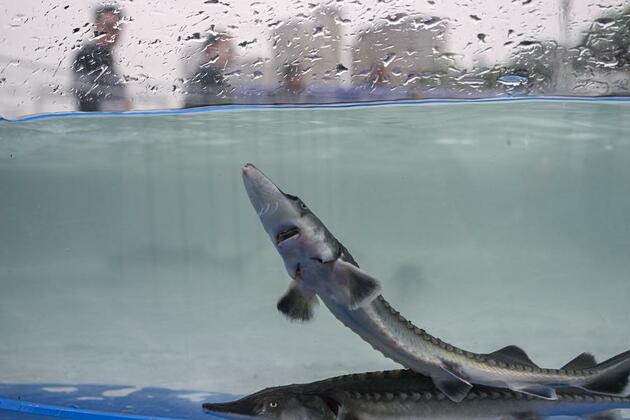 EcoChina | Over 20,000 second-generation Chinese sturgeon released into Yangtze River
