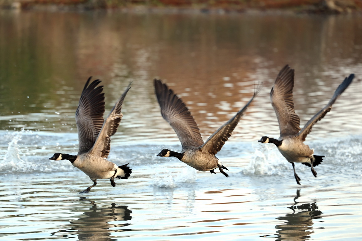 CANADA-MARKHAM-CANADA GEESE-MIGRATION