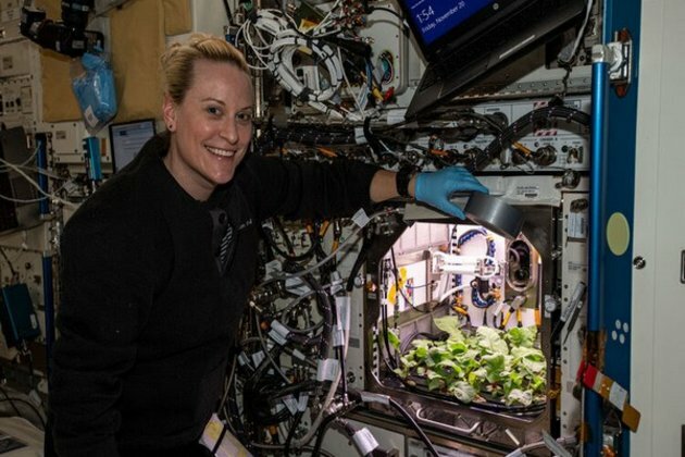 Nasa grows radishes in space under microgravity