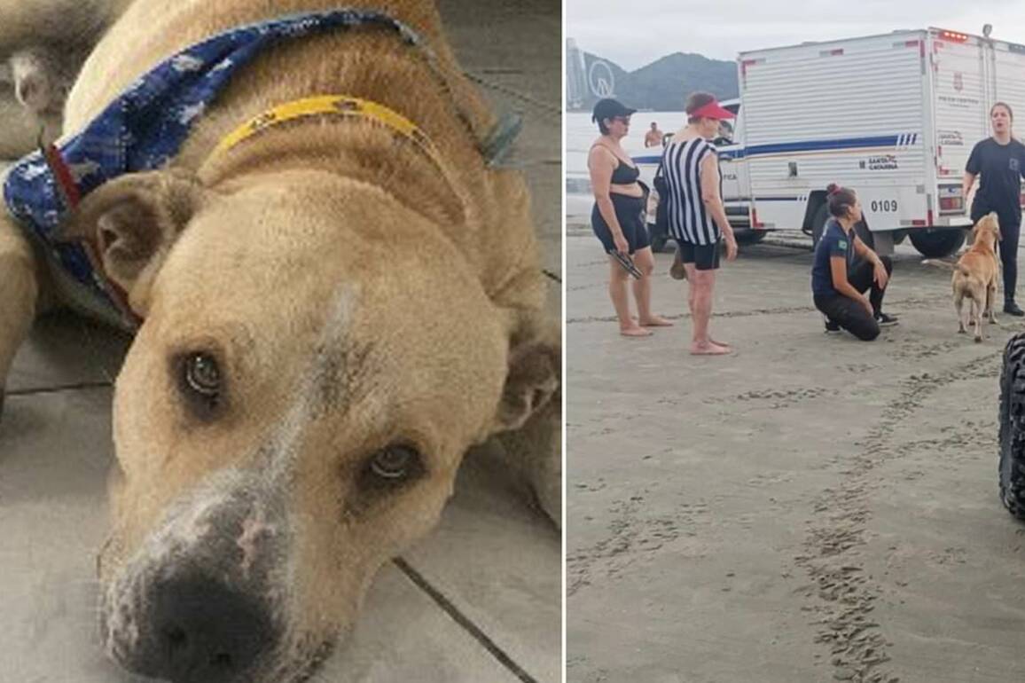 Heartbreaking final act of loyal dog after its owner's tragic death