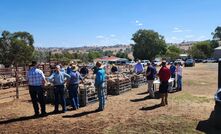 A number of field days have been run at Producer Demonstration Sites as part of a ewe lamb joining project, including this one at Kambah Poll Merinos, Jugiong, New South Wales (near Harden) in March. 