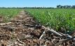 Victrato is a new seed treatment that may help reduce the impact of crown rot in cereals. 