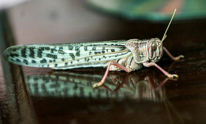 Locusts the latest curse of East Africa weather extremes Locusts the latest curse of East Africa weather extremes