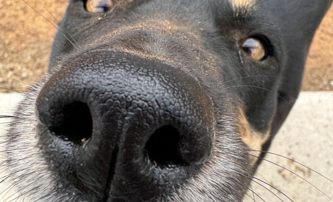 The nose knows: Dogs are valuable workers and companions on farms, so taking care of them makes good sense. 