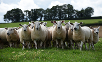 Shadow Defra Secretary calls for faster bluetongue testing and vaccine rollout 
