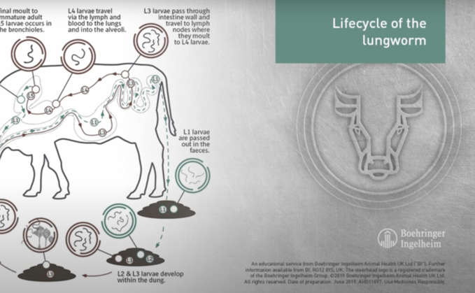 Animated LIFECYCLE of the Lungworm