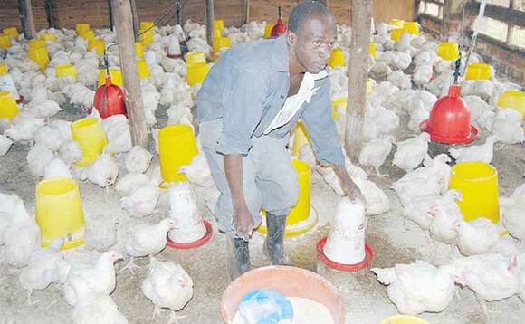Wasswa maneja wa Jadi Farm ng’alaga enkoko z’ennyama ze balunda ku ffaamu yaabwe. Wasswa maneja wa Jadi Farm ng’alaga enkoko z’ennyama ze balunda ku ffaamu yaabwe.