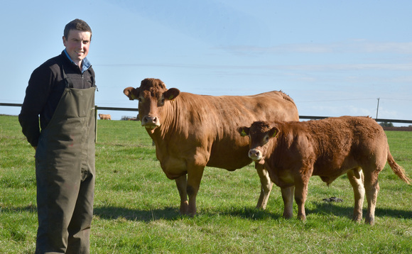 Maternal focus and genetic accuracy aid young stockman to success with Yorkshire Limousin herd