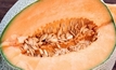 Salmonella risk, stay away from rockmelon: FSANZ